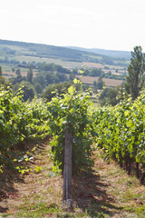 Fototapeta na wymiar Beautiful Vineyard Landscape