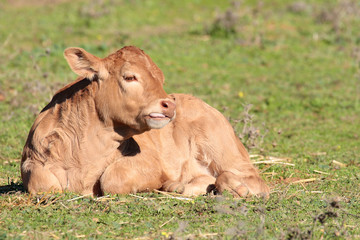 calf lying on the grass in landscape