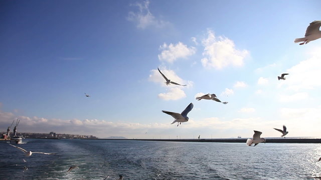 seagull following passenger ship 2, shoot Canon 5D Mark II