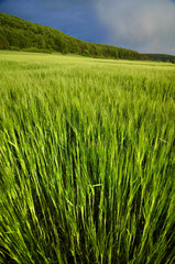 Beautiful green young grain under a storm sky