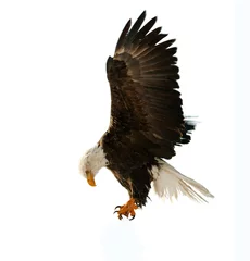 Acrylic prints Eagle The Bald Eagle (Haliaeetus leucocephalus)