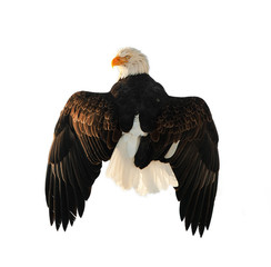 The Bald Eagle (Haliaeetus leucocephalus)