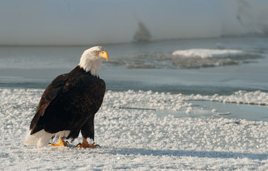Adult Bald Eagle (Haliaeetus leucocephalus)
