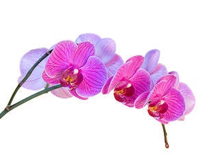 orchid flower