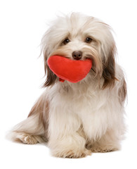 Lover Valentine chocolate Havanese
