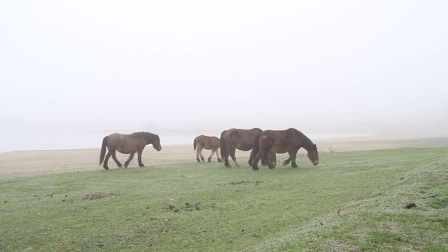 caballos en la niebla7