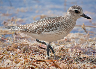 Plover