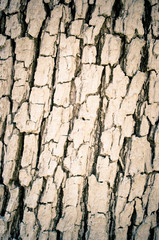 Bright bark texture