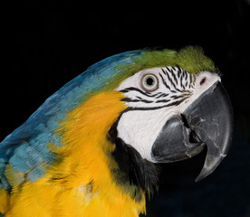Strobist parrot
