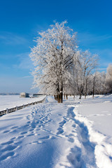 Winter  tree in park