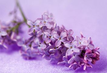 Fine flowers lilac