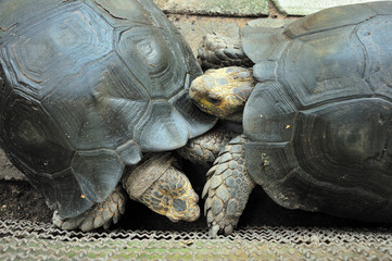 giant tortoise fighting