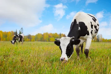 Acrylic prints Cow Herd