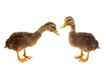two duck