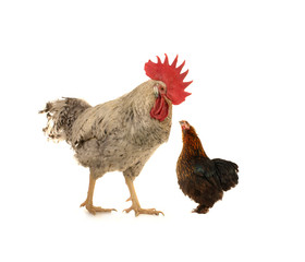cock and  black hen