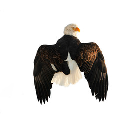 The Bald Eagle (Haliaeetus leucocephalus)