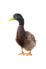 duck