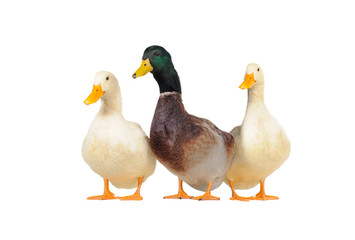 three ducks