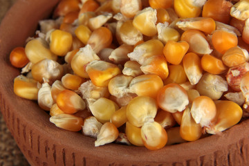 maize