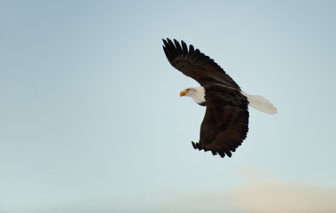 Flying Bald eagle.