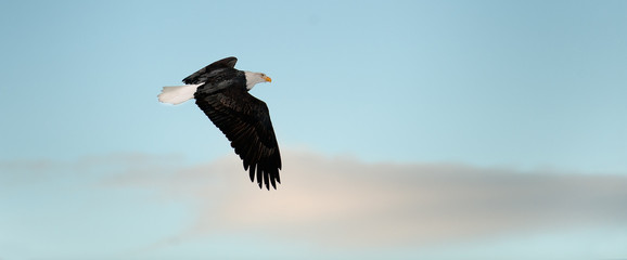 Flying Bald eagle.
