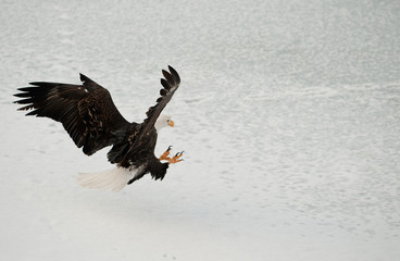 Bald Eagle ( Haliaeetus leucocephalus ) Landed