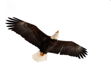 Flying Bald eagle.