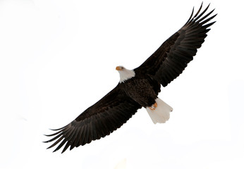 The Bald Eagle (Haliaeetus leucocephalus)