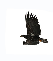 The Bald Eagle (Haliaeetus leucocephalus)