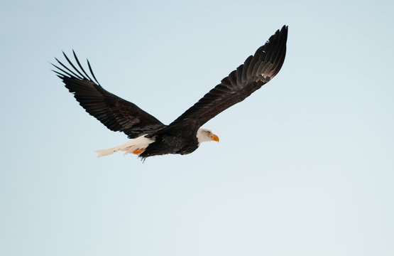 Flying Bald eagle.