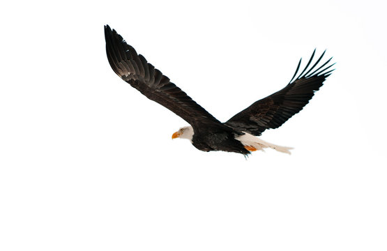 The Bald Eagle (Haliaeetus leucocephalus)