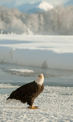 Bald Eagle(Haliaeetus leucocephalus) on snow