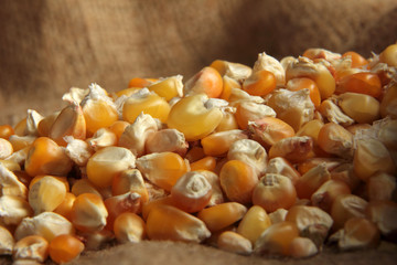 maize
