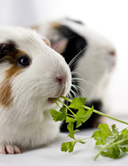 hungriges Meerschweinchen