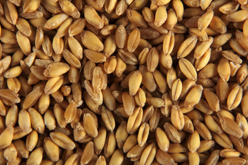 wheat