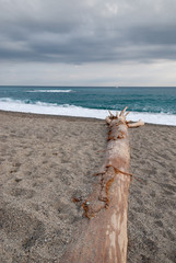 tronco di albero trasportato dalle onde sulla spiaggia