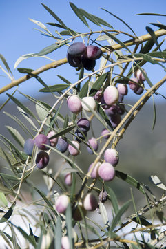 Olive tree.