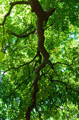 aesculus - tree close-up