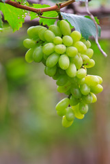 Fresh grape