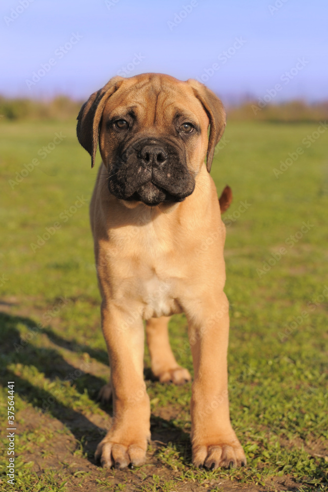 Sticker chiot bullmastiff