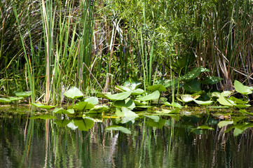 The Everglades Florida USA