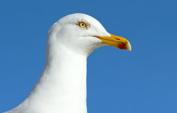 A seagull sea bird close up.