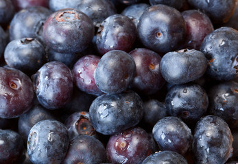 Macro shot of Blueberries