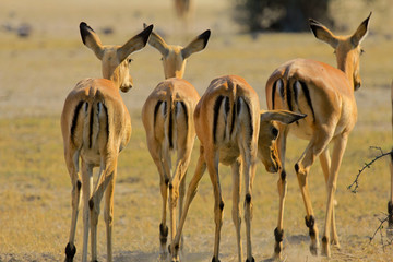 Impalas in Botswana