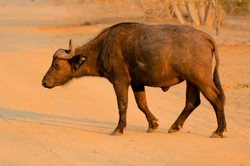 Büffel im Chobe