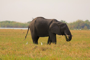 Elefantenbulle beim Fressen