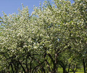 Apple garden