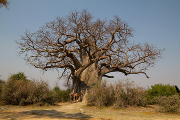 Baobab in Namibia