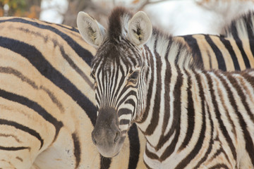 Fototapeta na wymiar Stado Zebra