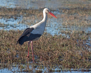 White stork (Ciconia ciconia) on the spring field